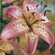 Lrio oriental 'Tamara'